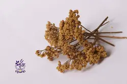 گیاه بومادران