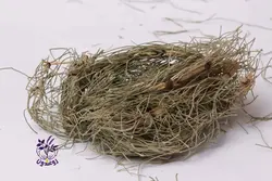 گیاه دم اسب