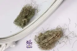 گیاه دم اسب