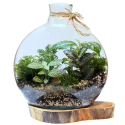 تراریوم وابی کوزا مدل آنتالیا