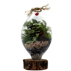 تراریوم وابی کوزا مدل کوزه ای