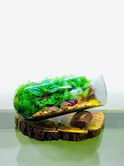 تراریوم وابی کوزا شقایق