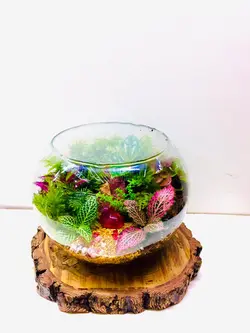 تراریوم وابی کوزا مدل توپی