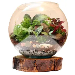 تراریوم وابی کوزا مدل توپی