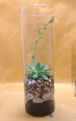 تراریوم اچوریا گلدار