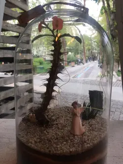 تراریوم مرجان و هاورتیا