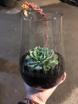 تراریوم اچوریا