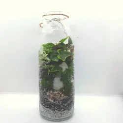 تراریوم وابی کوزا آيران - گیاهان آپارتمانی پارین