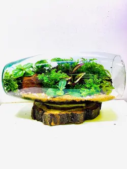 تراریوم وابی کوزا آزالياي خوابيده - گیاهان آپارتمانی پارین