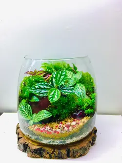 تراریوم وابی کوزا پرنيا - گیاهان آپارتمانی پارین