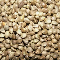 روغن شاهدانه