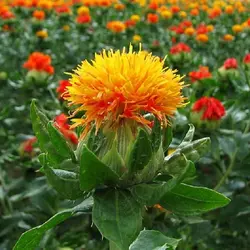 روغن کافشه