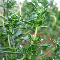 روغن مومیایی