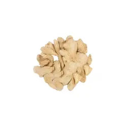 گیاه زنجبیل