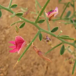 ترنجبین