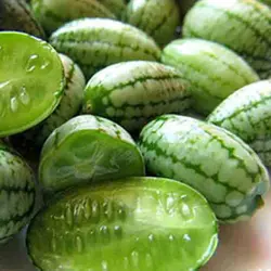 روغن حنظل