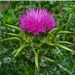 روغن خارمریم