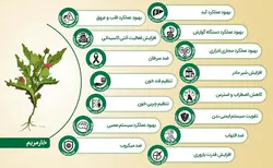 روغن خار مریم سالم