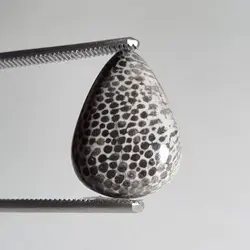 فسیل مرجان(بلک کورال)