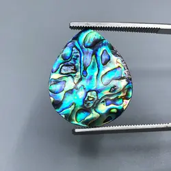 صدف آبالون(دابلت شده)