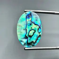 صدف آبالون(دابلت شده)