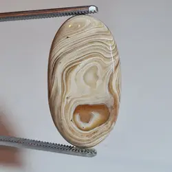 وود فسیل کورال