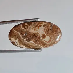 وود فسیل کورال