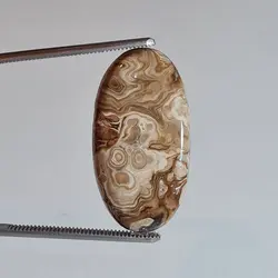 وود فسیل کورال