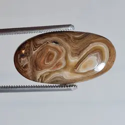 وود فسیل کورال