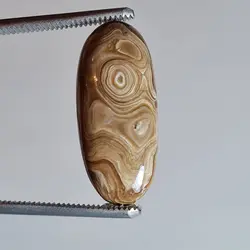 وود فسیل کورال