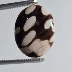 پینوت وود جاسپر