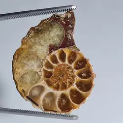 فسیل آمونیت