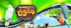 طرح لایه باز بنر پرنده فروشی ملون با عکس طوطی و پرنده  و زمینه باغ و آسمان
