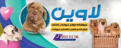 طرح لایه باز بنر پت شاپ لاوین با عکس سگ و پس زمینه سفید سبز وآبی