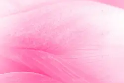 دانلود عکس با کیفیت گلبرگ نیلوفر از نمای نزدیک