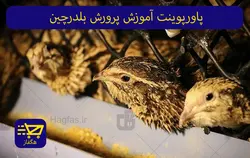 پاورپوینت آموزش پرورش بلدرچین