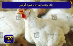 پاورپوینت پرورش طیور گوشتی