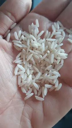 برنج هاشمی زرین کشت 10کیلوگرم