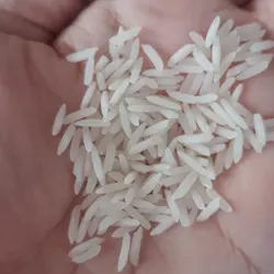 خرید برنج شیرودی زرین کشت10کیلوگرم
