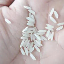 خرید برنج دوباره کشت خاص ناظری کناری 5کیلوگرم