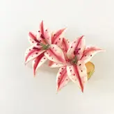 گیره مو زنانه طرح گل الستریا