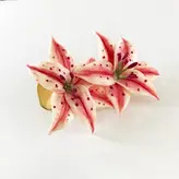 گیره مو زنانه طرح گل الستریا