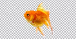 دانلود تصویر PNG ماهی عید و نوروز