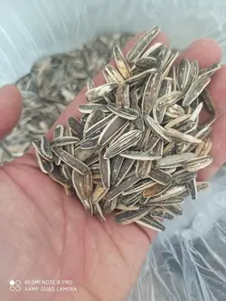 تخمه گل آفتابگردان ایرانی شور سنقری (بسته 10 کیلویی و تناژ)