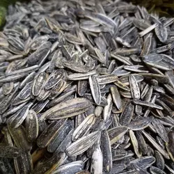 تخمه گل آفتابگردان ایرانی شور سنقری (بسته 10 کیلویی و تناژ)