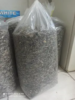 تخمه گل آفتابگردان ایرانی شور سنقری (بسته 10 کیلویی و تناژ)