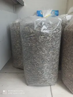 تخمه گل آفتابگردان ایرانی شور سنقری (بسته 10 کیلویی و تناژ)