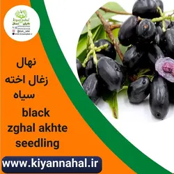 نهال زغال اخته سیاه