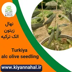 نهال زیتون الک ترکیه