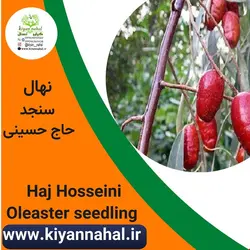 نهال سنجد حاج حسینی